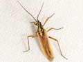 Leptopterna ferrugata